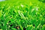 zumari 35 semillas de árbol de té verde