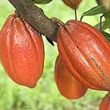 Haloppe 20 piezas de semillas de Theobroma Cacao para plantar en el jardín del hogar, semillas de plantas, semillas de Theobroma Cacao naturales para césped Semillas