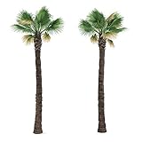 Washingtonia filifera 20 x semillas de palma Washington palm frost hardy