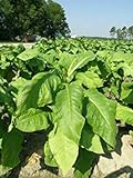 VISTARIC 100 semillas/paquete siembra Virginia Orgánica Tabaco de la herencia