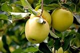 15 semillas de semillas de manzana Golden Delicious de Apple