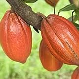 Luojuny Semillas de cacao, 20 piezas/bolsa Semillas de plantas Hermosas semillas de cacao de Theobroma natural de alta germinación para césped Semillas