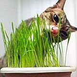 Hierba de gato Hierba de trigo Semilla de hierba 200+ Gran regalo de jardinería Fácil de cultivar Hierba de avena para la siembra de jardines de jardín