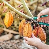 150 Pc Semillas De Árboles De Cacao, Semillas De Plantas De Cacao, Plantas Resistentes Al Invierno Para El Jardín, Semillas Biológicas. Árbol De Cacao Y Chocolate - Theobroma Cacao