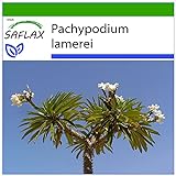 SAFLAX - Palma de Madagascar - 10 semillas - Con sustrato estéril para cultivo - Pachypodium lamerei