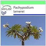 SAFLAX - Palma de Madagascar - 10 semillas - Pachypodium lamerei