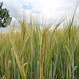 200 piezas de semillas de cebada cultivos de cereales de un año para la siembra de granjas de campo sin necesidad de invertir demasiado esfuerzo disfrute del placer de la cosecha