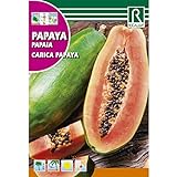 Semillas de Papaya Carica papaya