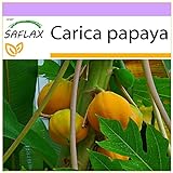 SAFLAX - Papaya - 30 semillas - Carica papaya