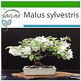 SAFLAX - Manzano silvestre - 30 semillas - Con sustrato estéril para cultivo - Malus sylvestris