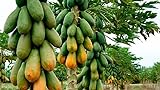 20 Semillas de Papaya - ( Carica papaya )