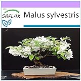 SAFLAX - Manzano silvestre - 30 semillas - Malus sylvestris