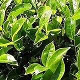 25 Piezas Semillas De Té (Camellia Sinensis) Semilla De Té Verde Fresco Perenne Perenne Leñoso Fácil De Cultivar Y De Alto Rendimiento Crea Un Jardín Al Aire Libre