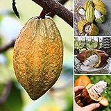 40pcs Cacao Chocolate Semillas del árbol de la semilla de Cacao Theobroma Fruta Planta jardín Hogar