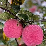 550 piezas manzana manzano semillas manzanas orgánicas frescas - serie de plantas raras - semillas plantas de balcón resistentes plantas en macetas resistentes árboles jardín semillas res