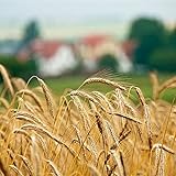100 piezas de semillas de cebada Cereal de hierbas anual de plantadas en invernadero durante todo el año Fácil de germinar y administrar Amado por los agricultores