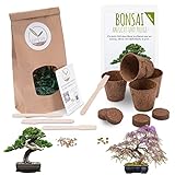 HappySeed Bonsai Kit Incl. eBook Gratuito - Set con macetas de Coco, Semillas y Tierra - Idea de Regalo sostenible para los Amantes de Las Plantas (Wisteria + Pino Australiano)