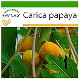SAFLAX - Papaya - 30 semillas - Con sustrato estéril para cultivo - Carica papaya