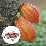AchidistviQ 20 Piezas Theobroma Cacao Cacao Chocolate árbol Frutal De Alta Germinación DIY Semillas De Plantas En Maceta Para Plantar Jardín Al Aire Libre Semillas