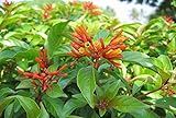 5 Seeds of Hamelia Patens Firebush Exotic Orange Blumen-Sams