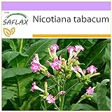 SAFLAX - Tabaco de Virginia - 250 semillas - Nicotiana tabacum