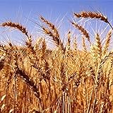 200 piezas de semillas de cebada Experimente la siembra de cereales alimenticios Fácil de cultivar Fuerte adaptabilidad Disfrute de la alegría de la cosecha Cultivos agrícolas de fácil cuidado