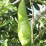 TENGGO Egrow 10 Piezas/Paquete Aguacate Semillas Fruta Tropical injertada Larga Cuello Árbol para el jardín de su casa Planta