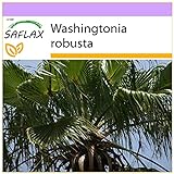 SAFLAX - Palma de California - 12 semillas - Washingtonia robusta