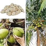Semillas de árboles de Coco, 20 Piezas Semillas de árboles de Coco Playa Juicy Delicious Fruit Garden Yard Bonsai Decor Semillas de árbol de Coco