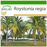 SAFLAX - Palmera real cubana - 8 semillas - Con sustrato estéril para cultivo - Roystonia regia