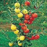 100 semillas de manzano enano árboles bonsai semillas de manzana MINI frutales para plantar jardín de casa
