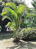 4 Semillas de Areca Palm (Dypsis lutescens)