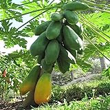 40 Unids Papayas Enanas Semillas de Frutas Planta Dulce Jardín Patio Bonsai Decoración Flor Árbol Frutal Semillas Vegetales Semillas de papaya # 40 piezas