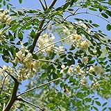10 piezas de semillas de moringa árbol de hoja perenne que florece durante todo el año hermosas flores blancas que se pueden usar para arreglos florales para admirar