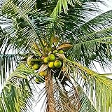 20 piezas semillas de árboles de coco playa jugosa fruta deliciosa jardín Bonsai decoración para plantación de jardín Semillas de árbol de coco