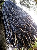 Semillas y Granjas, 15 Semillas palma de Acai una extraordinaria Rica en Antioxidantes Fruta de la palma