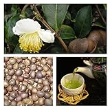 25 semillas japonesa verde del té Camellia sinensis SEEDSGrow FRESCO su propio té CombSH A88