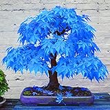 TOYHEART 100 Piezas De Semillas De Flores De Primera Calidad, Semillas De árboles De Arce Atractivas Hermosas Y Encantadoras Semillas De árboles De Arce Azul Bonsai Para El Hogar Azul