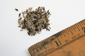 semillas de lechuga cómo sembrar