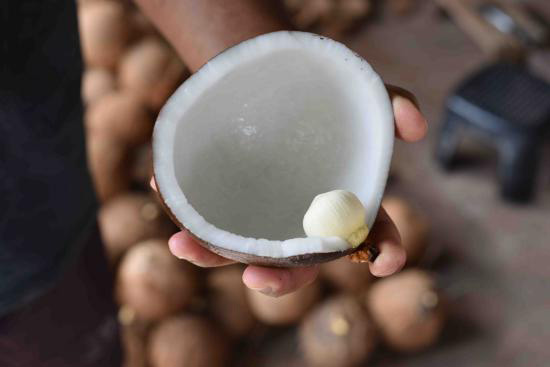 cómo plantar Semillas de coco
