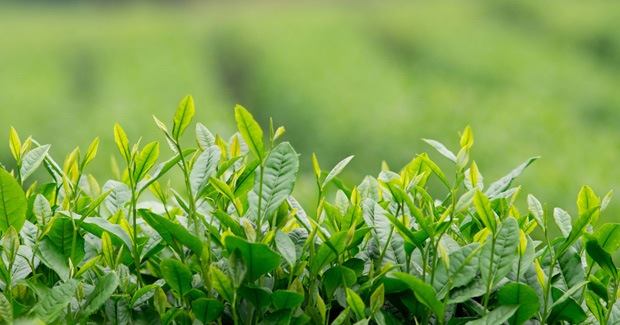 plantas de té verde
