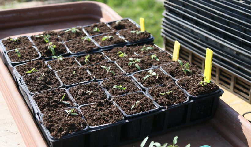semilleros tomates