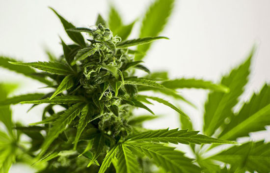 plantas autoflorecientes de marihuana